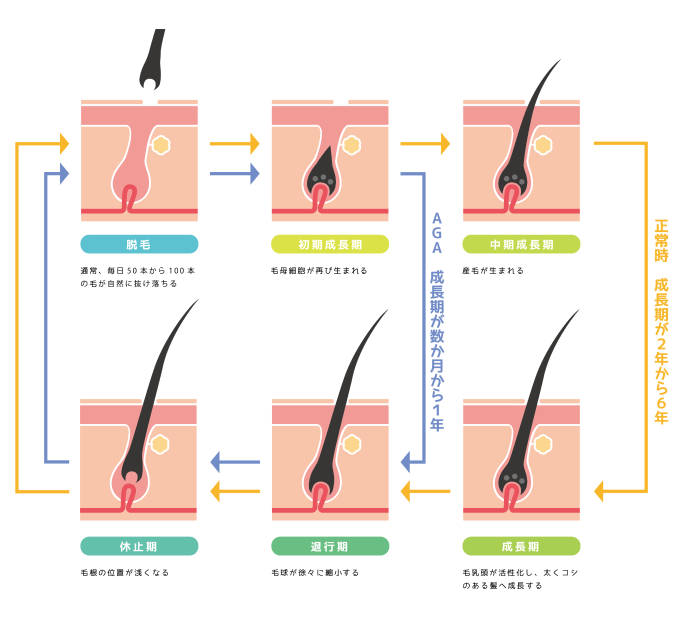 発毛と抜け毛の進行パターン