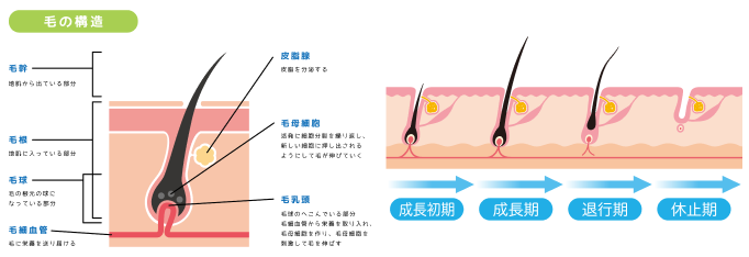 毛髪サイクルが乱れる原因